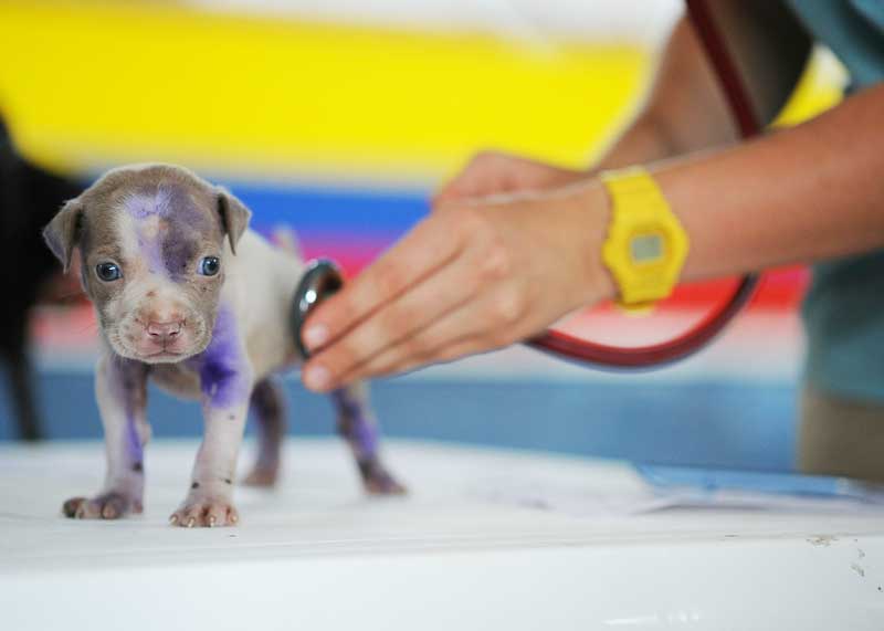 puppy