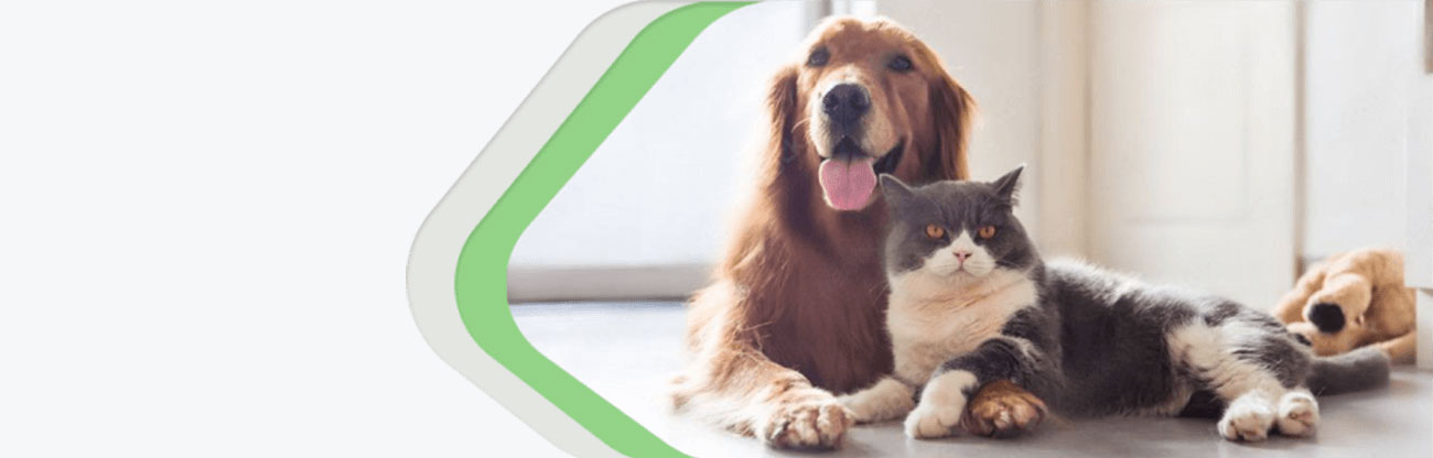 pets-dsk-new-hero-pic-min